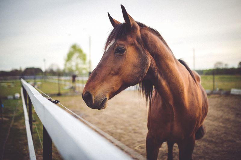 Horses can fly!