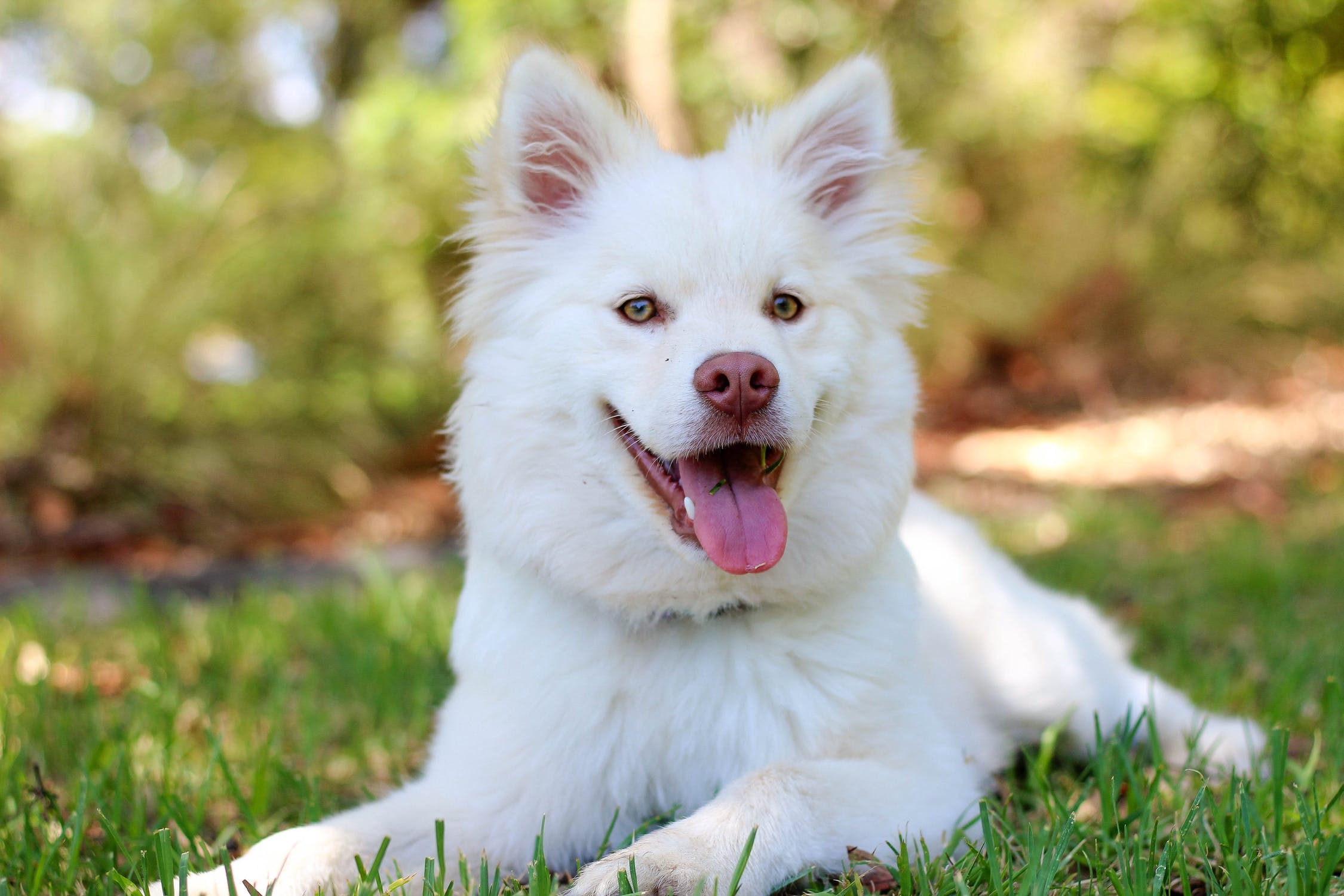 Happy Dogs Training Center Opening Soon in Welford